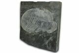 Giant Ogyginus Trilobite Fossil - Arouca, Portugal #351323-2